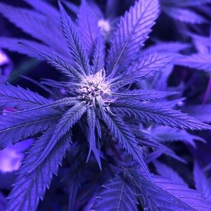 Meet your Posher, Riley